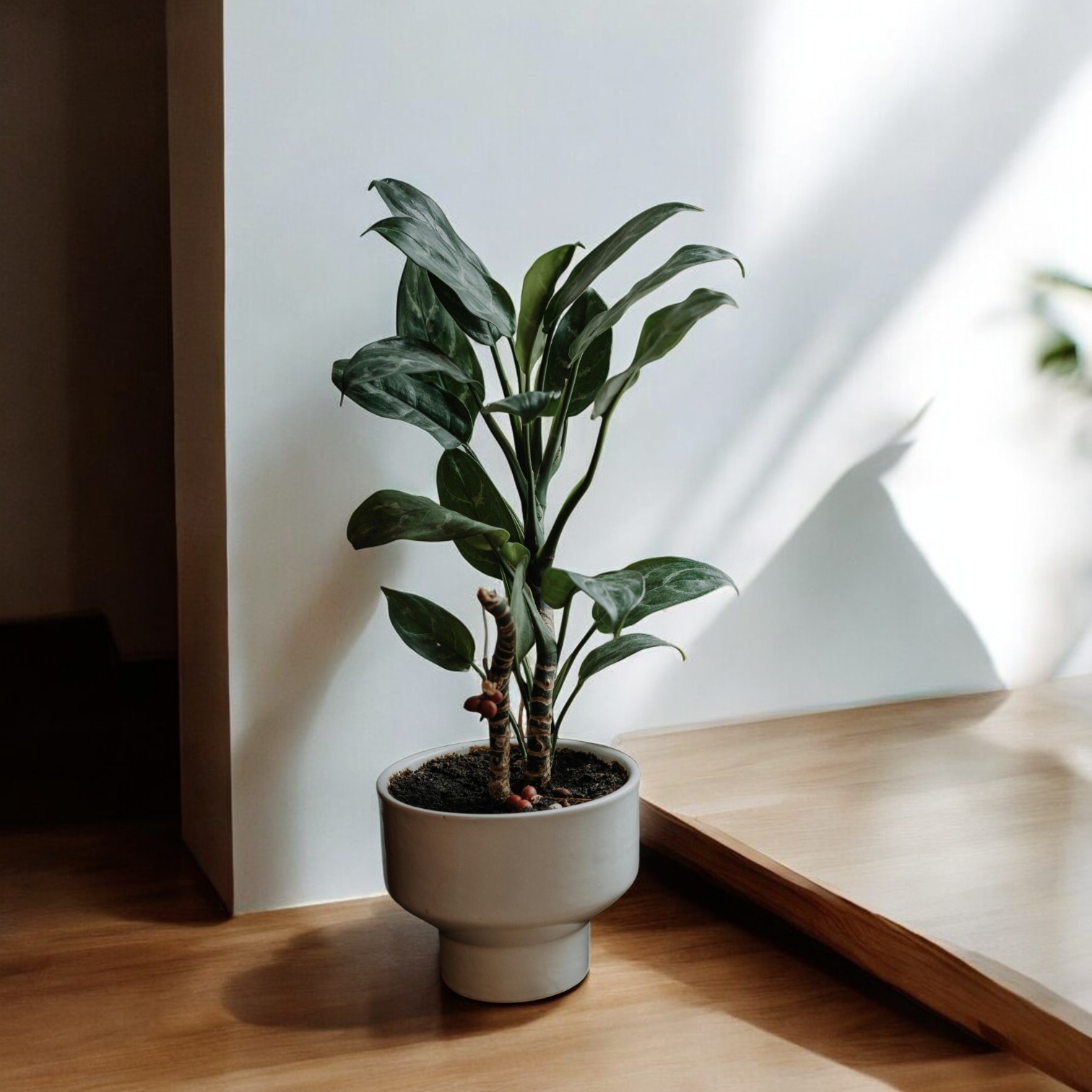 Peace Lily Plant (Spathiphyllum)